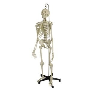 Human Skeleton 3 Feet Indian Plastic Skeleton