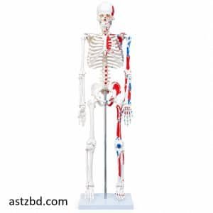 XC-102C skeleton model front view & 85cm painted muscle showing full body structure