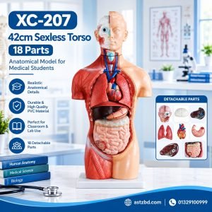 42CM sexless torso model with 18 parts front view