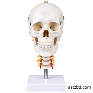 Skull with cervical spine model front view for anatomy study