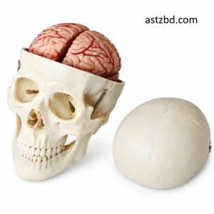 Skull model with brain fully assembled showing 8 anatomical parts