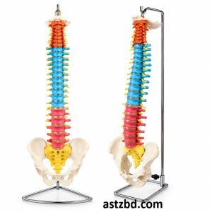 XC-105C Vertebral Column with Pelvis Model Didactic Spine Teaching Aid