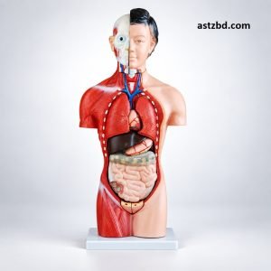 XC-202B female torso model 15 parts front view, 42cm