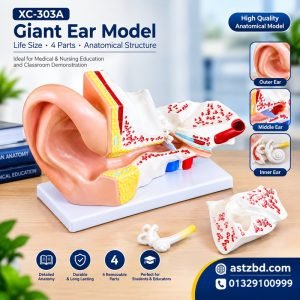 Giant ear model XC-303A front view showing the outer, middle and inner ear