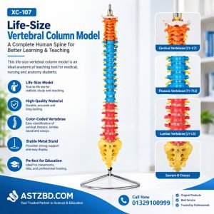 Human Spine Anatomy Model front view with color-coded regions