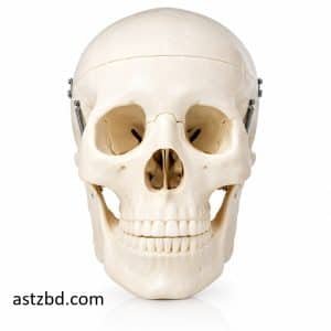 Life size human skull model front view showing cranial bones