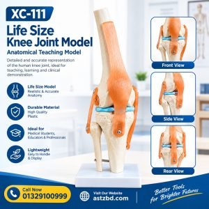 Life-Size Knee Joint Model front view showing bone structure