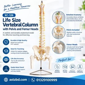 Life size vertebral column model front view showing full spine