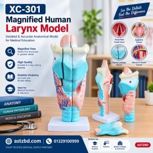 magnified human larynx model front view with cartilage detail