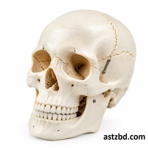 Miniature plastic skull XC-106 front view showing detailed facial structure
