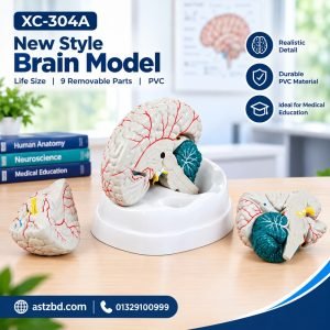 New Style Brain Model XC-304A Front View
