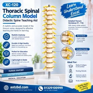 Thoracic spinal column model XC-120 front view showing twelve vertebrae