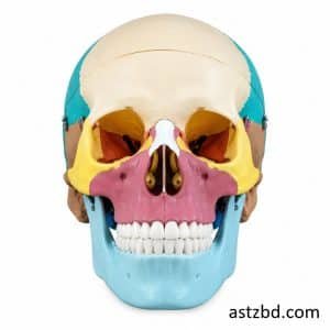 Front view of the life-size skull model with colored bones showing facial and cranial structure