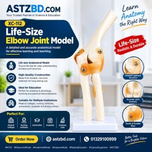 Life size elbow joint model XC-112 front view