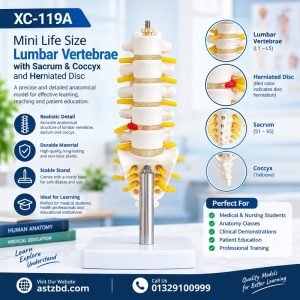 Lumbar Vertebrae Model with sacrum and coccyx front view