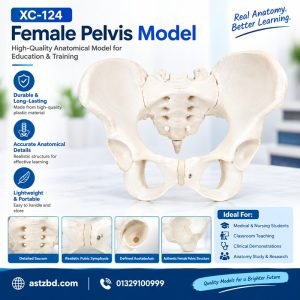 Female pelvis model XC-124 front view showing full anatomy