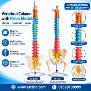 vertebral column model with pelvis, front view, XC-126C anatomy teaching aid