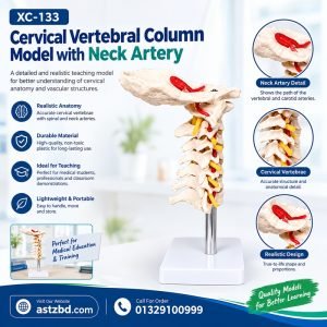 XC-133 cervical vertebral column model with neck artery front view