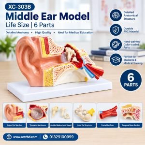 XC-303B middle ear model front view showing eardrum