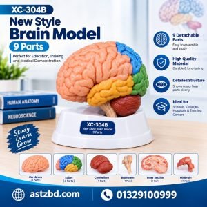 XC-304B brain model front view showing eardrum