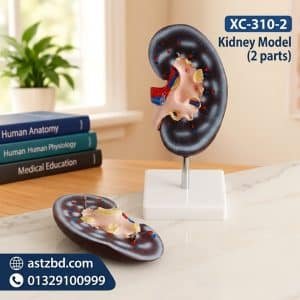 XC-310-2 2 part kidney model closed view with painted cortex and ureter