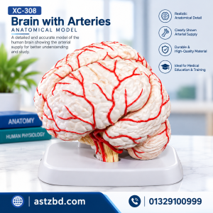 Brain with arteries model XC-308 side view showing lobes and red cerebral arteries