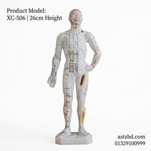 Front view of XC-506 acupuncture model 26cm with marked meridians