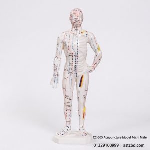 Front view of XC-505 acupuncture model 46cm male with marked meridians