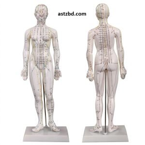 Front view of XC-504 acupuncture model 48 cm female with marked meridians