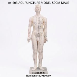 Front view of XC-503 acupuncture model 50cm male with marked meridians