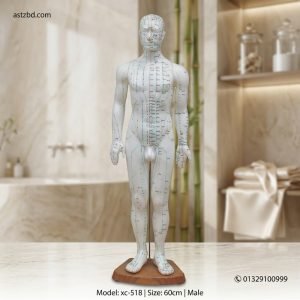 Front view of XC-518 acupuncture model 60cm male with marked meridians