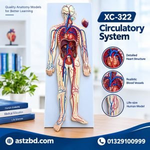 XC-322 circulatory system model front view showing heart and vessels