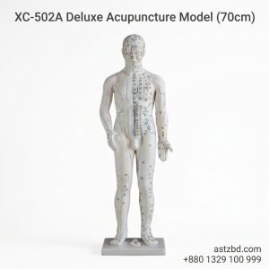 Front view of XC-502A deluxe acupuncture model 70cm with marked meridians