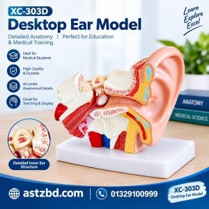 XC-303D desktop ear model showing outer, middle and inner ear