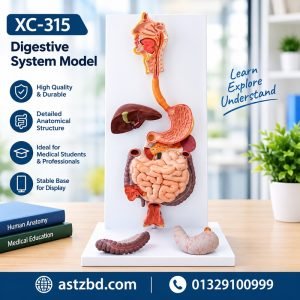 XC-315 digestive system model front view showing stomach and intestines