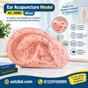 ear acupuncture model XC-508D 40cm Front View