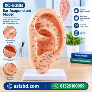 ear acupuncture model XC-508B showing the front view with marked ear points
