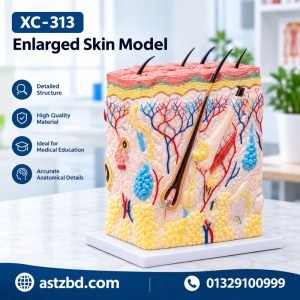 XC-313 enlarged skin model front view showing epidermis and dermis layers