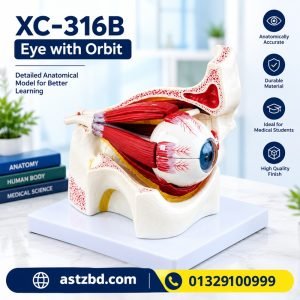 XC-316B eye with orbit model front view showing eyeball and orbital bones