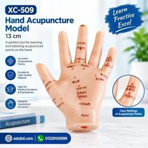 Palm view of XC-509 hand acupuncture model 13 cm with marked meridians