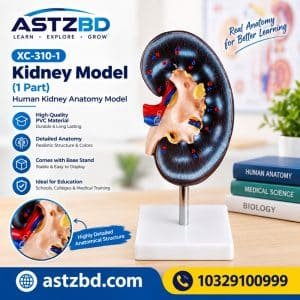 XC-310-1 kidney model front view with painted cortex and medulla