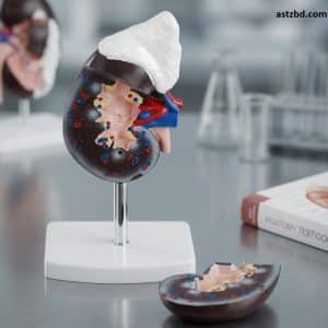 XC-310-3 kidney with adrenal gland model front view with painted cortex and vessels