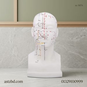 Front view of XC-507A life size head acupuncture model with marked face points