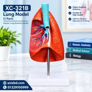 XC-321B human lung model 1 part front view