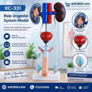 Male urogenital system model XC-331 front view showing kidneys and bladder