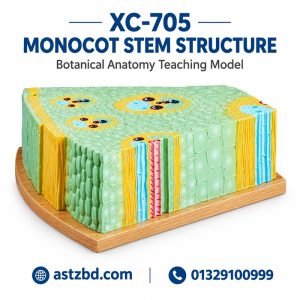 XC-705 monocot stem structure model showing the front view of the stem cross section