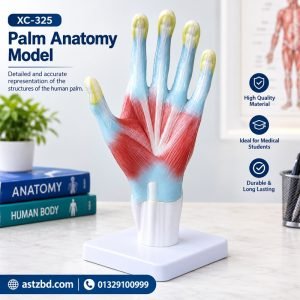 Palm anatomy model XC-325 front view showing bones and tendons