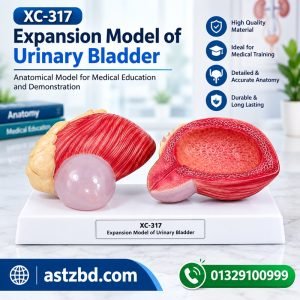 XC-317 urinary bladder expansion model front view showing bladder and ureters