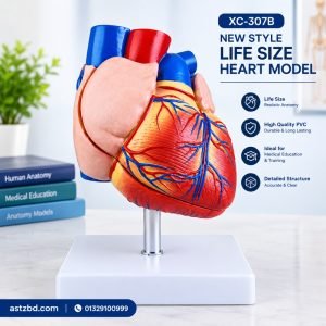 XC-307B New Style Life Size Heart Model Front View