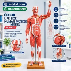 XC-339 life size human muscle model 29 parts full front view